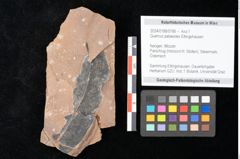 Foto (Objekt + Etikett) von Quercus palaeoilex Ettingshausen (NHMW-GEO-2024-0188-0786)